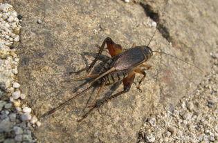 蟋蟀养殖在线视频,跟随在线视频学技巧