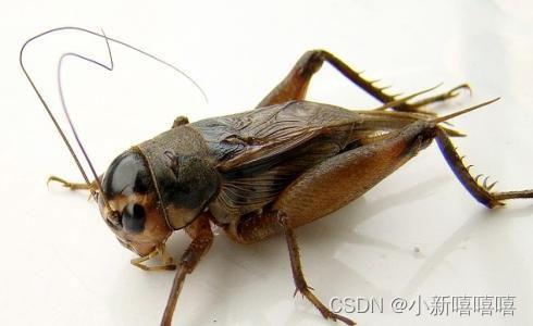 蟋蟀养殖在线视频,跟随在线视频学技巧