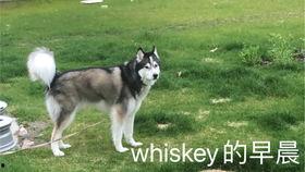 国产剃毛在线视频,时尚潮流下的私密护理新趋势