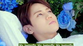 中文蝴蝶在线视频,在线视频捕捉自然之美