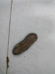 厕所虫在线视频,揭秘隐秘角落的惊悚真相