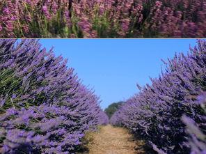 薰衣草在线视频高清BD,高清BD版浪漫再现