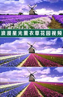 薰衣草在线视频高清BD,高清BD版浪漫再现