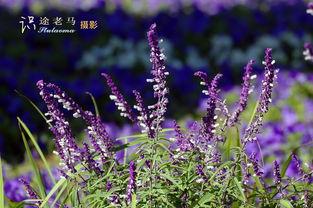 小野草在线视频欧美,小野草在线视频带你领略异国风采