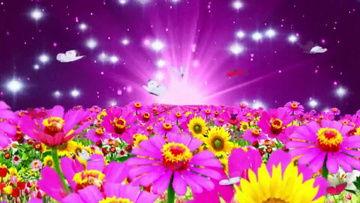 森下园花在线视频,揭秘网络红人的魅力瞬间