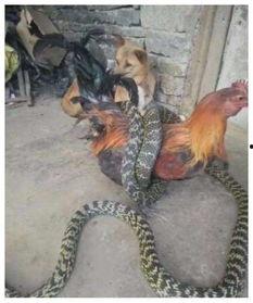 巨大公鸡在线视频,揭秘在线视频中的巨型公鸡之谜