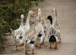 巨大公鸡在线视频,揭秘在线视频中的巨型公鸡之谜