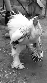 巨大公鸡在线视频,揭秘在线视频中的巨型公鸡之谜