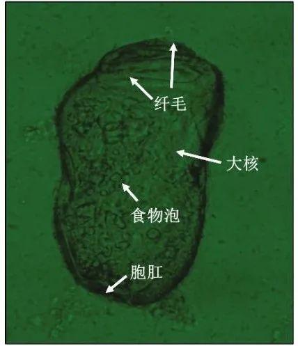 生物原虫在线视频,在线视频揭秘寄生虫奥秘