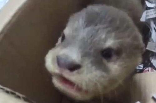 水獭宠物在线视频观看