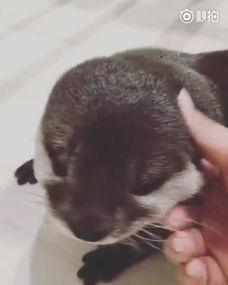 水獭宠物在线视频观看
