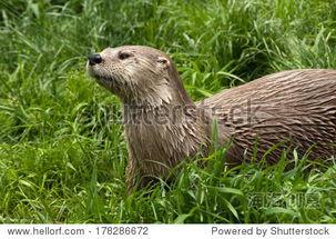 水獭宠物在线视频观看