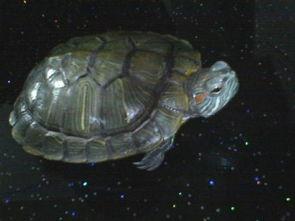 龟龟色在线视频,揭秘虚拟世界的精彩瞬间