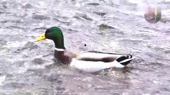 野鸭TV在线视频,探索自然之美，尽享在线视频盛宴