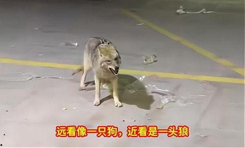 街头射狼在线视频,是传说还是现实？  第1张